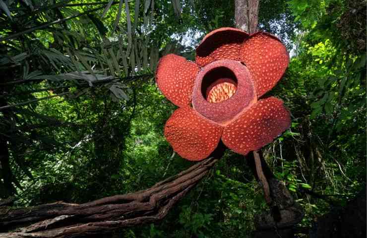 Rafflesia fiore foreste pluviali