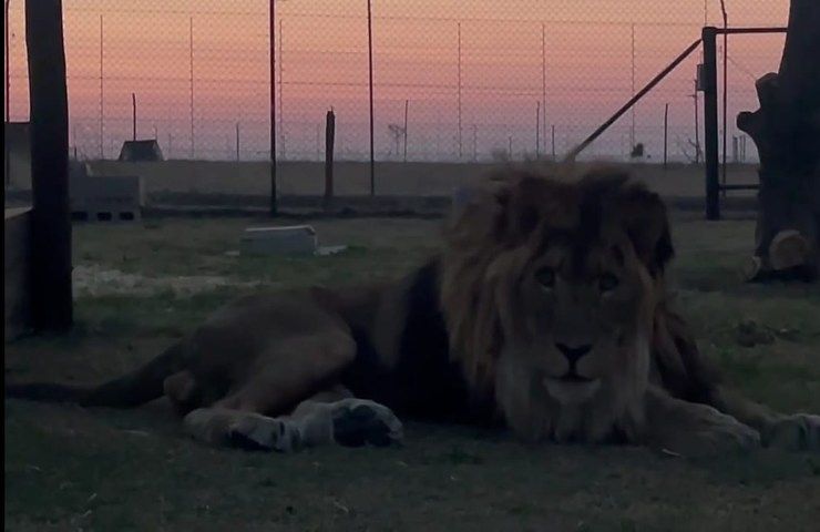Ruben, il leone che ha vissuto 15 anni in uno zoo