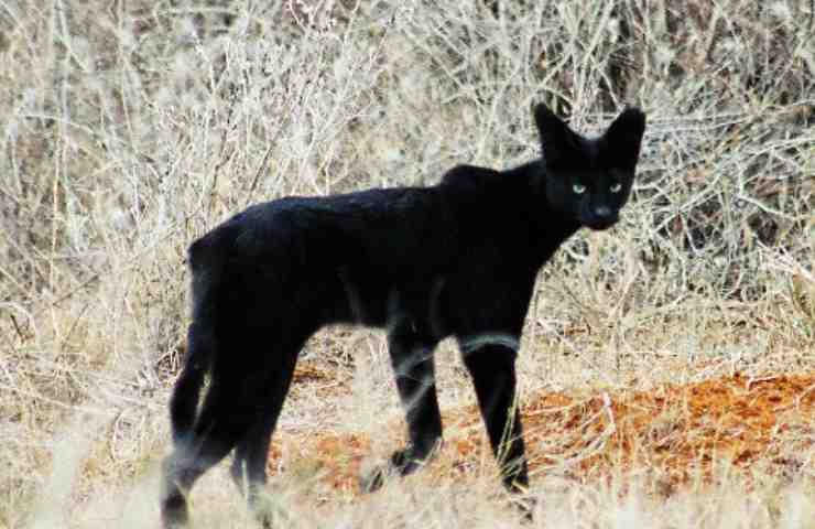 gatto selvatico