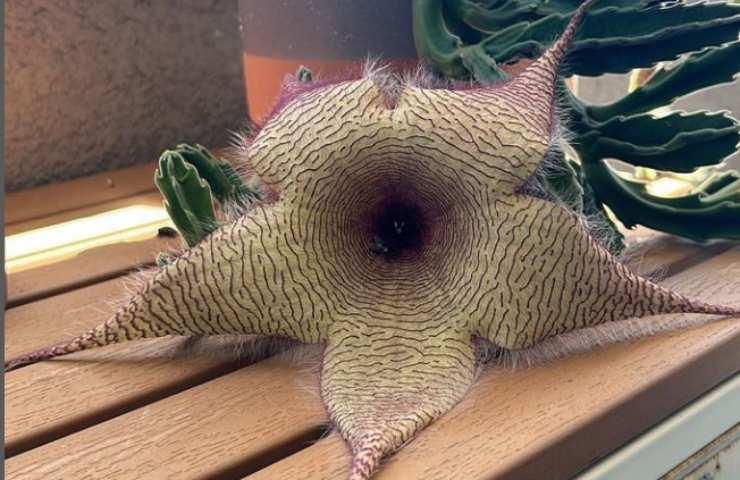 Stapelia gigantea piante resistenti 