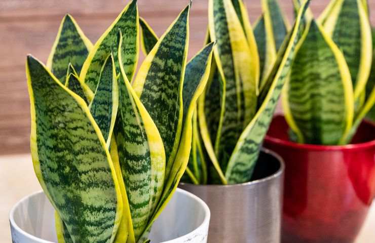 coltivazione casa sansevieria