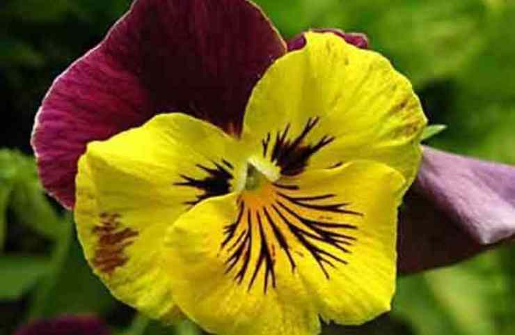 Viola del pensiero
