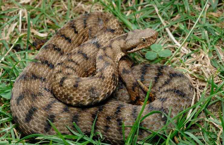 Riconoscere vipera 3 errori pattern 