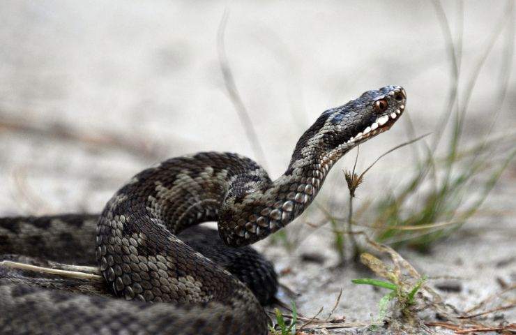 Riconoscere vipera 3 errori guida 