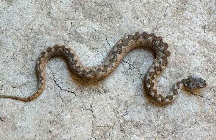 Riconoscere vipera 3 errori testa 