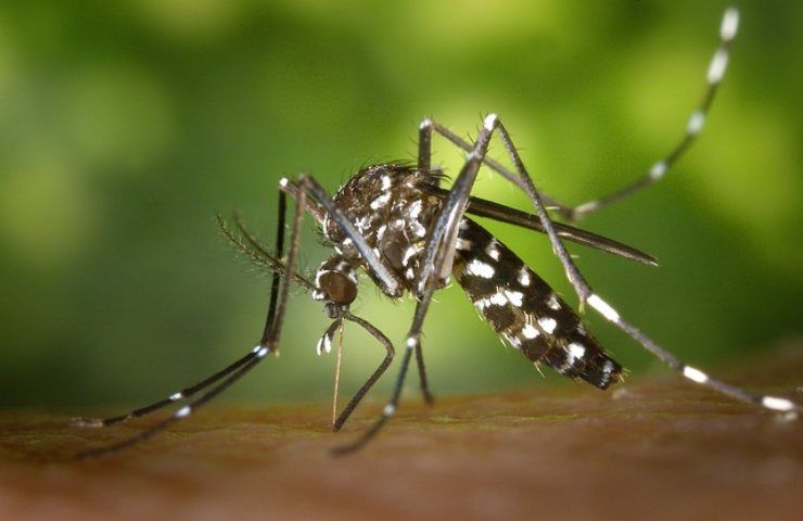 Perchè il morso della zanzara è pruriginoso