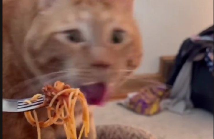 Cosa succede se provi a dare spaghetti al pomodoro al tuo gatto
