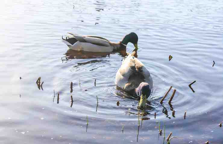 uccelli acquatici cibo rischio