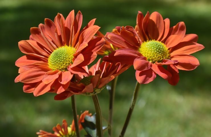 aster orange flowers