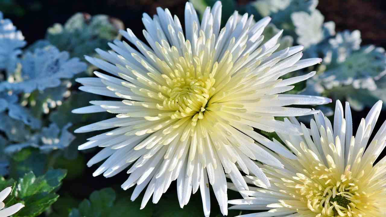 Aster fiori bianchi