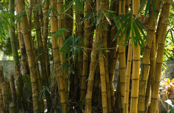 bambù manutenzione