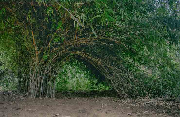 bambù coltivato