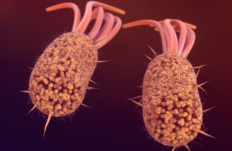 escherichia coli utilizzo scienza 