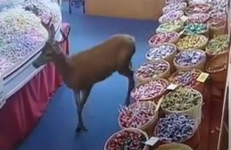 Cervo entra in un negozio di caramelle