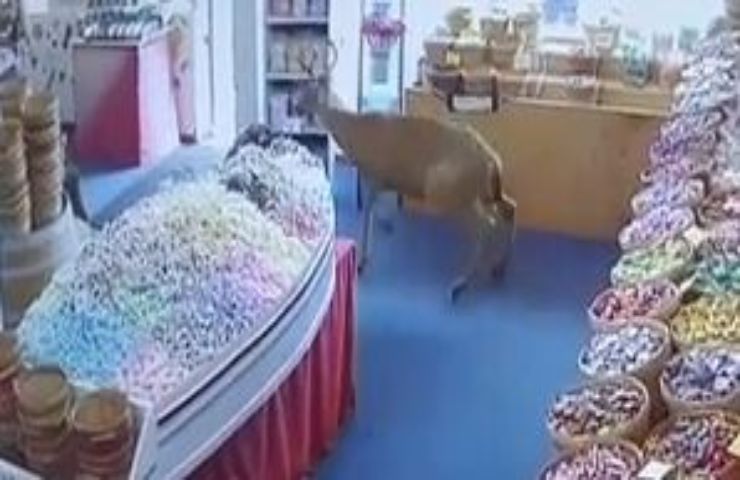 Cervo entra in un negozio di caramelle