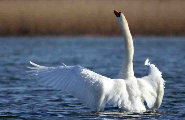 uccelli acquatici pericolo