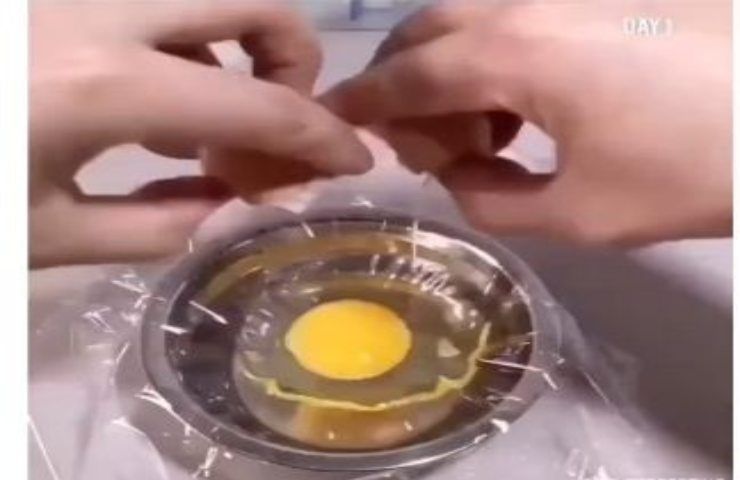 Come far nascere un pollo fuori dal guscio