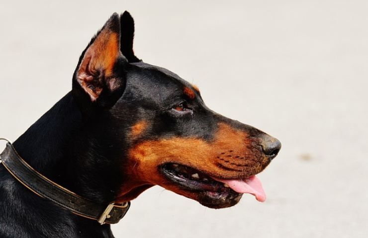 uomo e cane: il dobermann ha qualcosa in comune con noi 