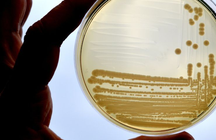 escherichia coli scoperta