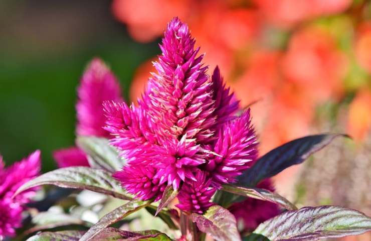 coltivazione fiore di celesia, coloratissimo 