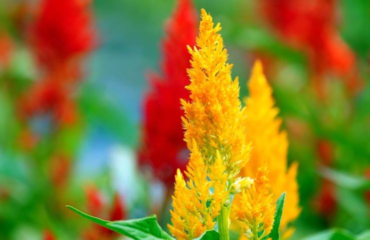 celesia, pianta dai fiori coloratissimi 