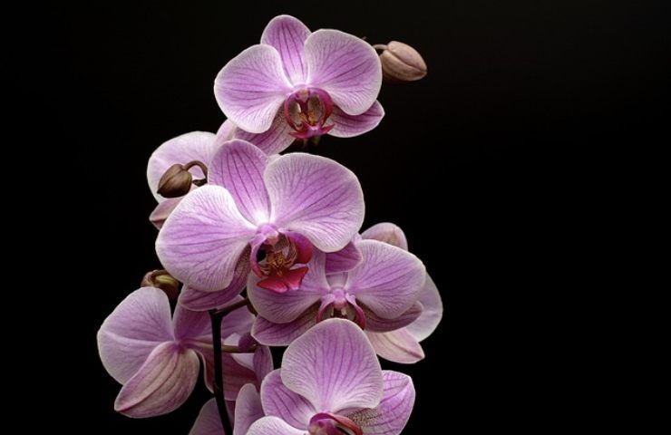 fiore di orchidea sano: i semplici trucchi per stimolare la crescita