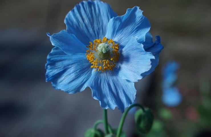 fiori blu: un regalo perfetto, ma occhio al significato 