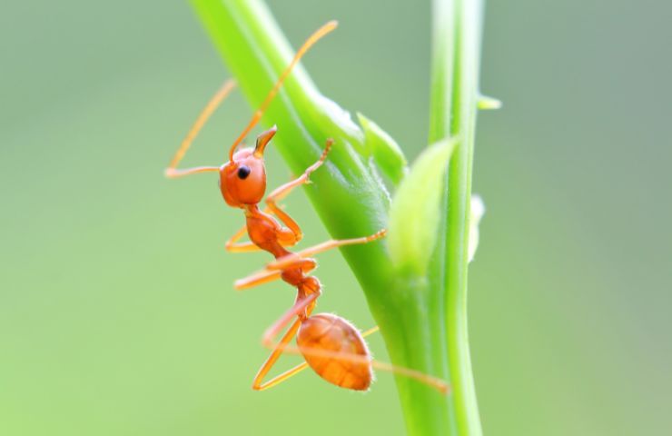 formica rossa pericolo 