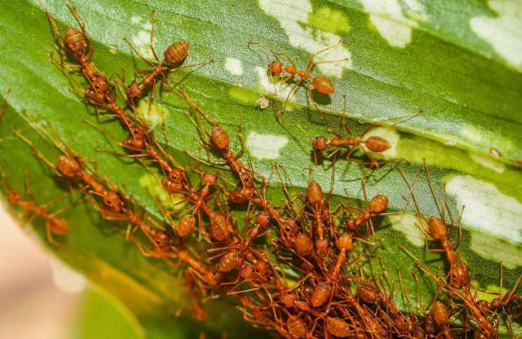 formica rossa invasione