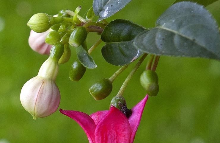 fucsia, pianta, verde, natura, suggerimenti