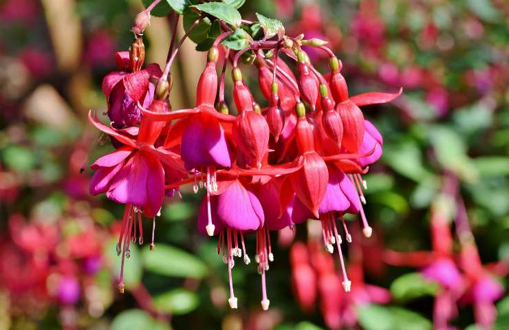 fucsia, fiori, colorati, rosa, coltivare, vaso