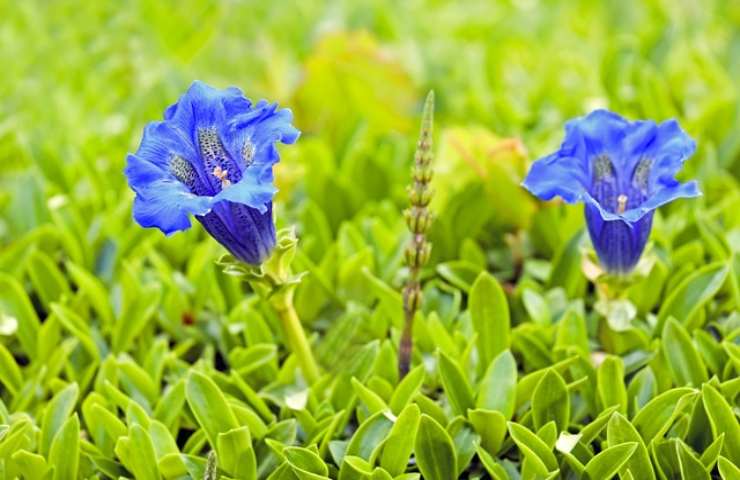 coltivazione di fiori blu 
