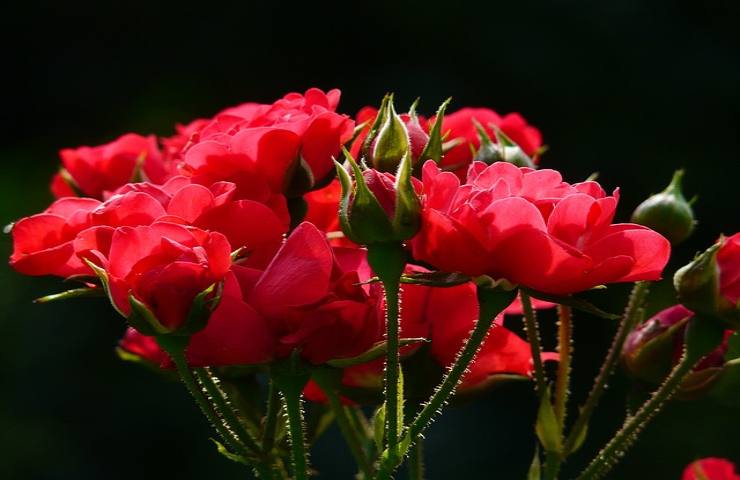 rose rosse con germogli, qual'è il significato di questo colore?