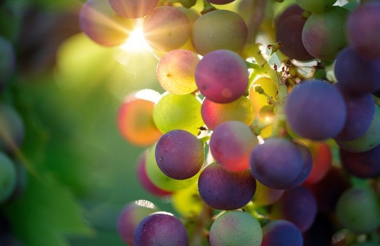 uva: caratteristiche e varietà