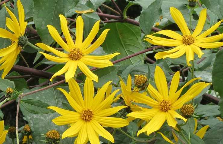 helianthus tuberosus, pianta illegale, fiori, legale, giardino