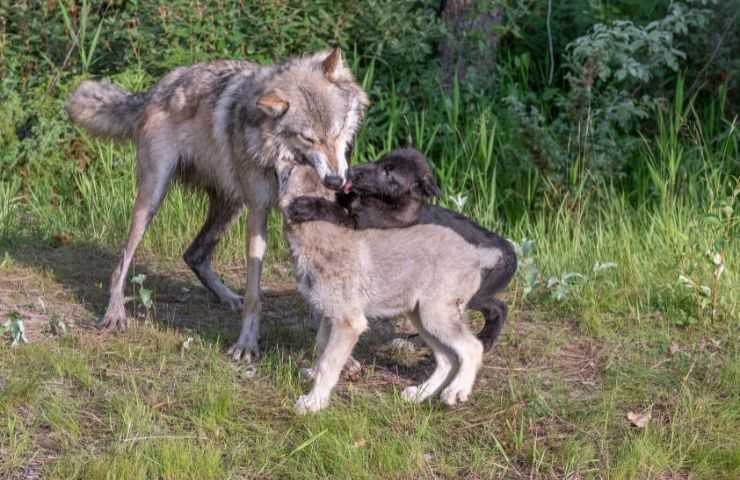 lupi e cani differenze