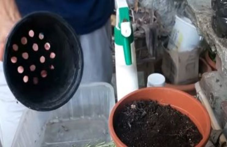 Avere nuove piante di rosmarino