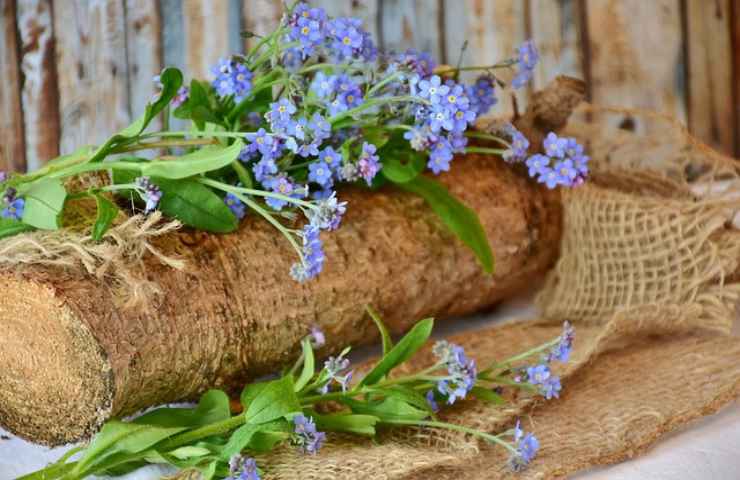 fiori blu dalle mille tonalità e dai profondi significati: la lista 