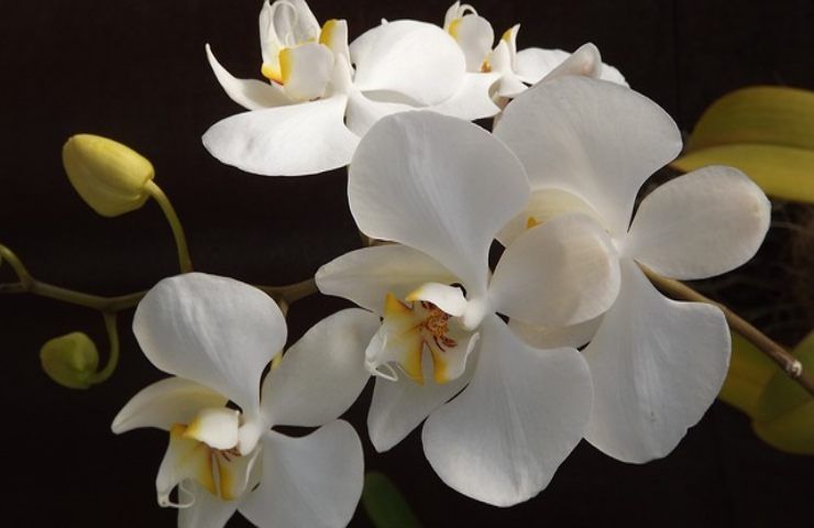 nuove foglioline sull'orchidea: così cresceranno più velocemente 