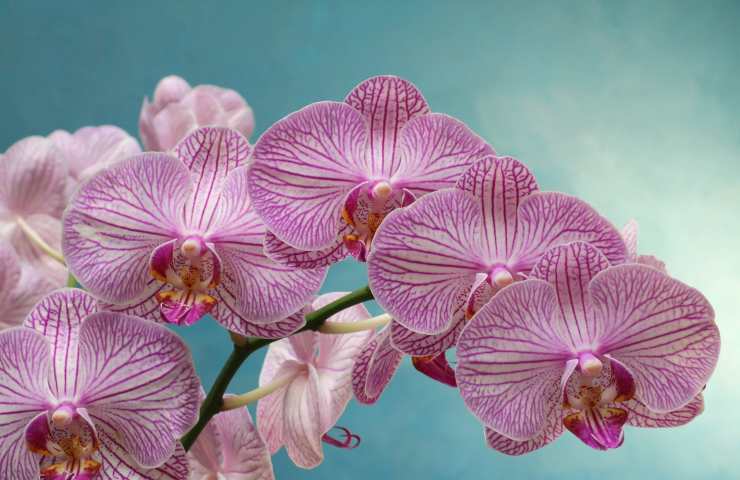 prendersi cura dell'orchidea: semplici consigli