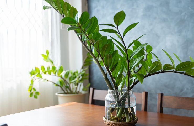 vaso casa pianta Zamioculcas