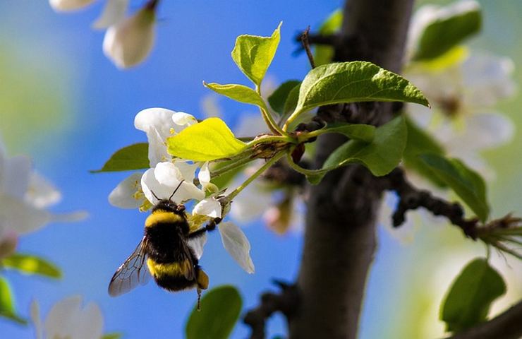 ape puntura fiori impollinare 