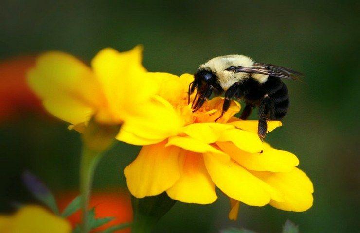 fiori ape insetto puntura benefici 