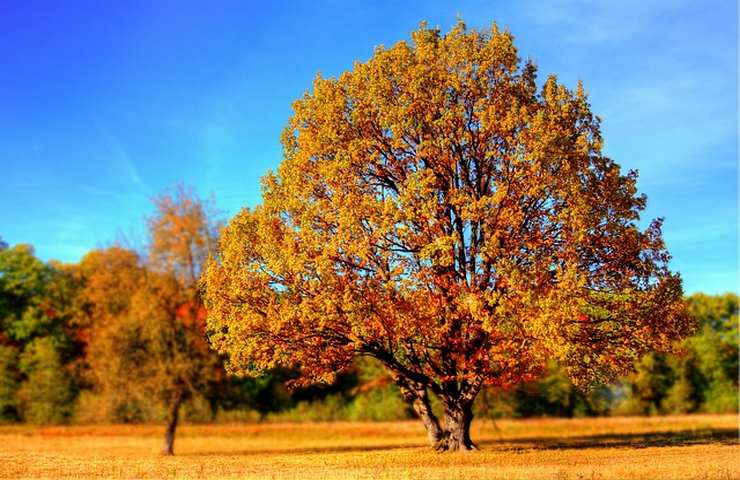 albero piante foglie colori autunno 