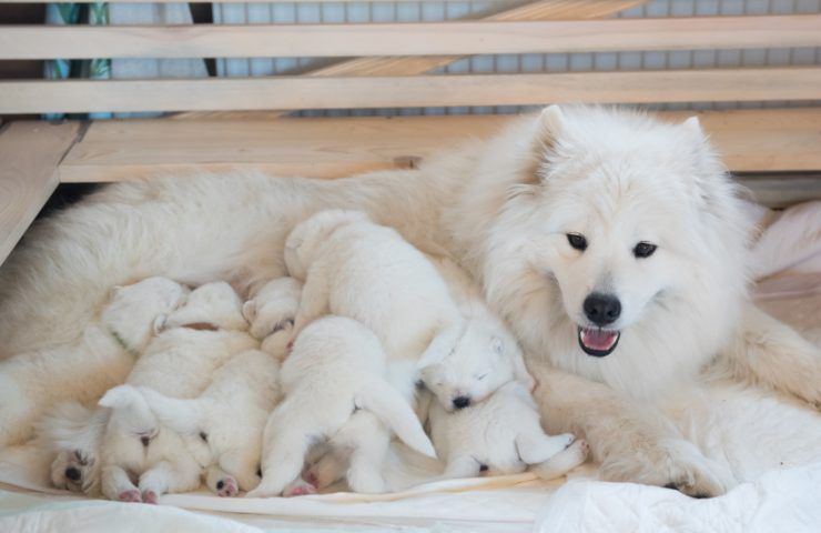 veterinario scoperta mamma cane cuccioli 