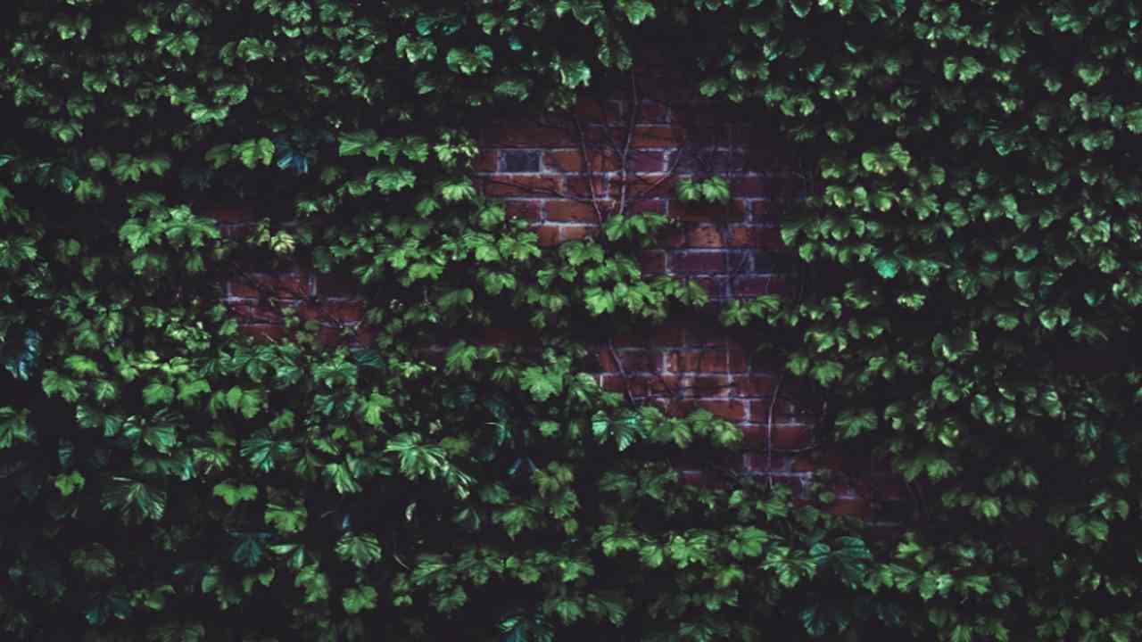 appartamento edera invasione