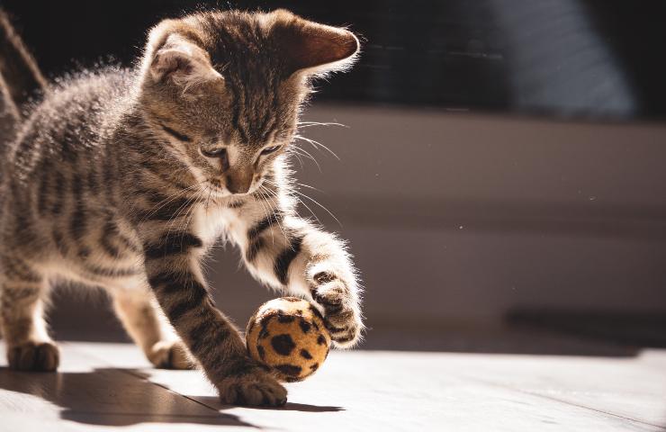 animale domestico gatto felino gioco