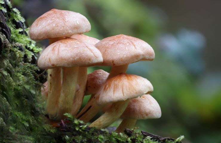 funghi velenosi attenzione aspetto 