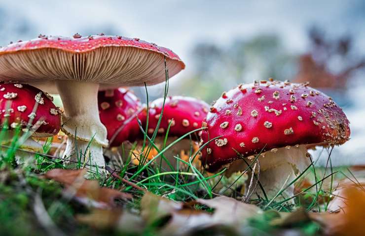 funghi rossi commestibili attenzione veleno 