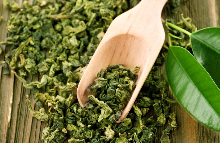 te pianta verde benefici consigli